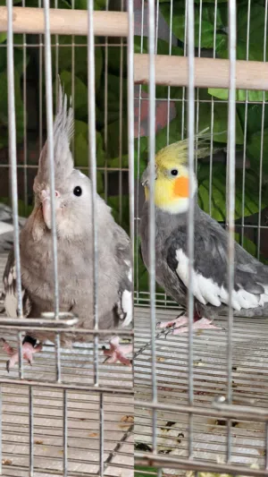 بيع أو بدل على فرخ مكاو او كاسكو السعر مع قفص كبير وصندوق كبير