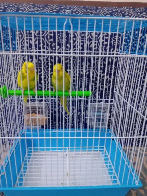 سلام عليكم للبيع طيور