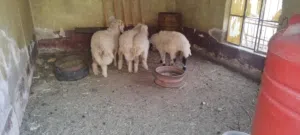 طليان عدد اربعه ثلاثه ذكورة ووحدة نثيه للبيع