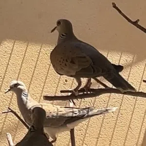 مطلوب ذكر قمري اقراء الوصف