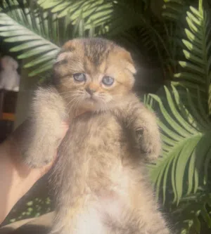 Scottish fold female registered &imported father from Russia