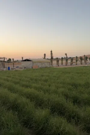Farm Land for Sale in Al Ain Al Salamat