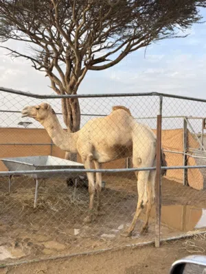 عزوف لى البيع بشكل عاجل