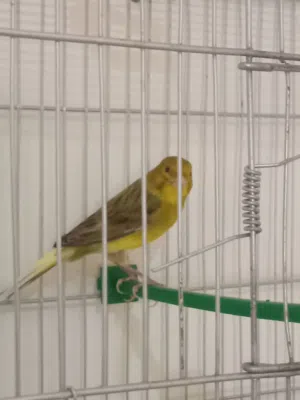 السلام عليكم دكر كناري