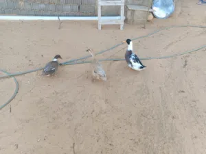 1دكر 2 أنثى الصحه ونضافه ودحي