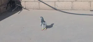 متاح فحلين طيور حمام حلوات