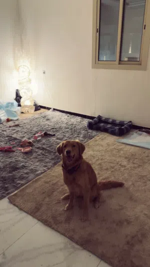 كلابه Golden Retriever pure  لي التزاوج