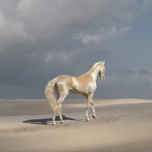 Mohammad alshadafan 