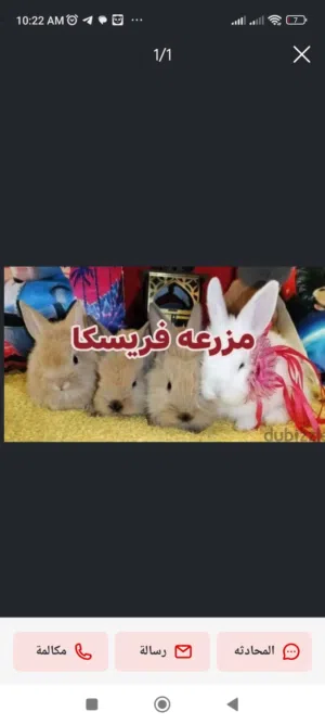 ارانب زينه جامعه حلوان كلمني واتس