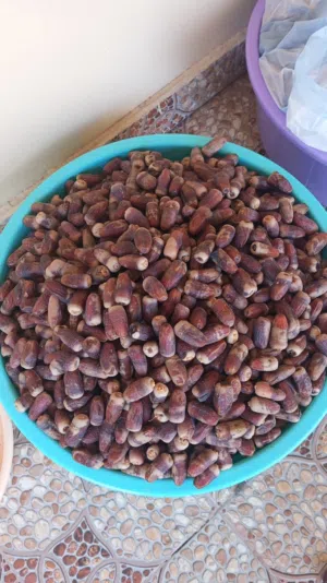 تمر نغال جريجرو