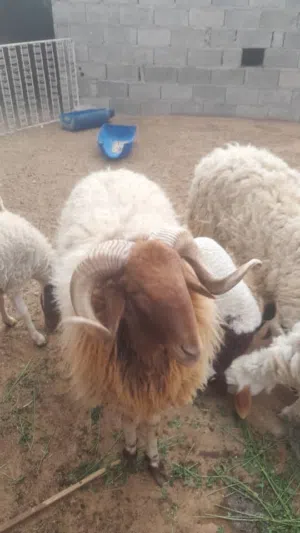 خروف برقاوي كيف مبدل ارباع