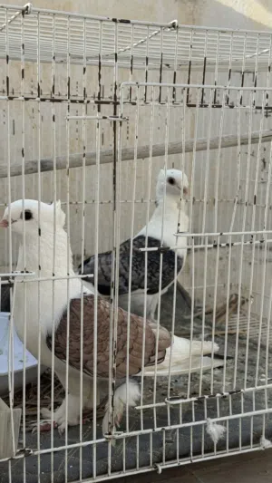 للبيع زوج حب رمان وذكر شيرازي!