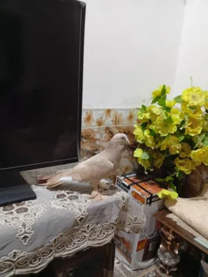 فحل شاملي اصفر