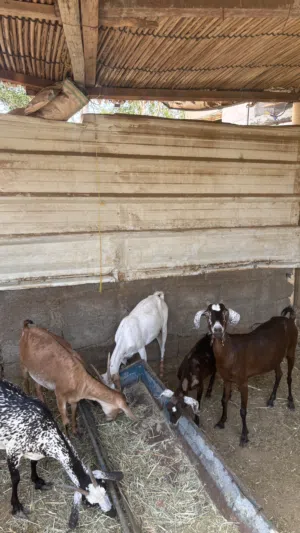 غنم صلالي عشار