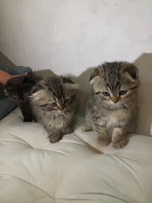 3 قطط اناث عمرهم شهر ونص مكس سكوتش فولد مع شانشيلا للبيع