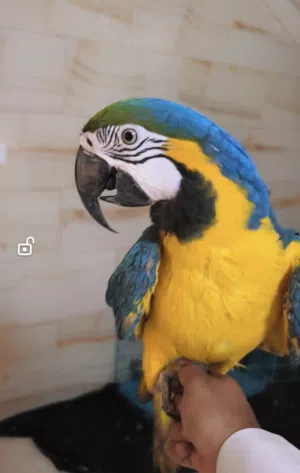 ببغاء مكاو بلو اند قولد