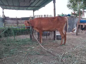 بقره للبيع او بدل ب غنم