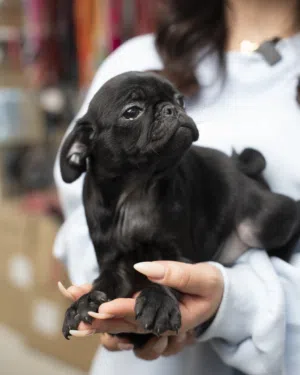 لعشاق التميز والمزاج العالي الكلب المضحك بج pug شامل اللقاحات اللازمه وجرعه الدود ومايكروشيب