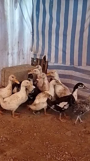 بط عماني منتج