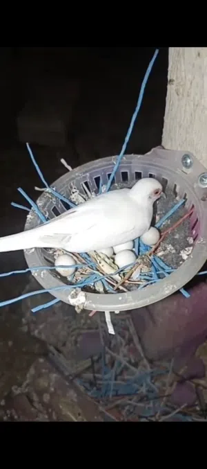 حمام ماسي للبيع