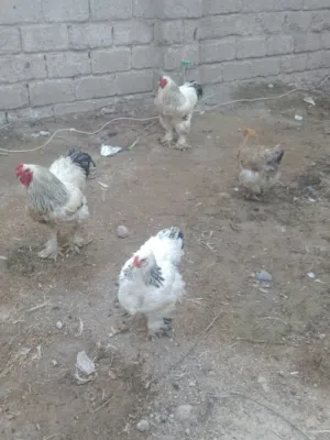 السلام عليكم دجاج براهما البيع