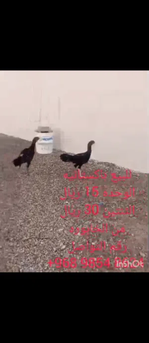 حيوان للبيع
