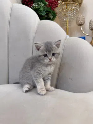 Scottish fold& British