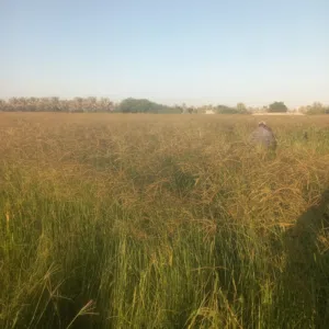 بيع بذر حشايش