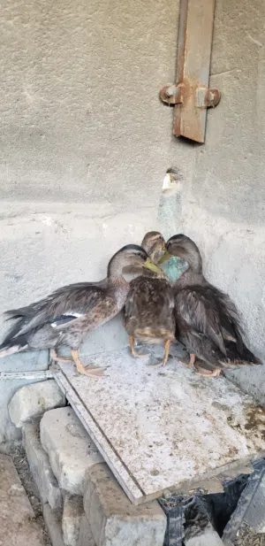 بش خضيري نثيه واثنين ذكر