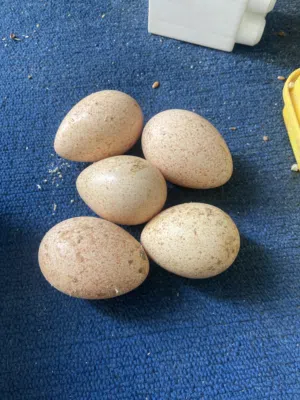 بيض حبش وبيض دجاج للبيع