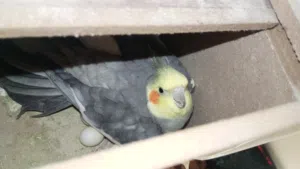 جوز ببغاء كوكتيل للبيع