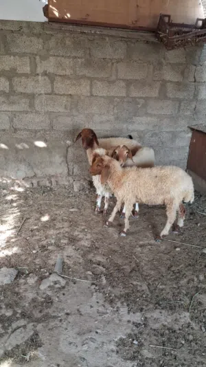 حملان نعيميات غير متولدات قبل  خاليات من لامراض