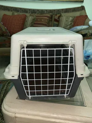 اكسسورات للقطط