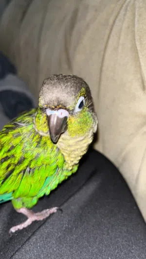 كنيور قرين شيك عمر 3 شهور ونصف