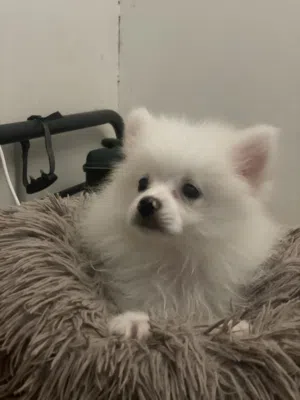 Pomeranian male puppy 3 months vaccinated and passport playful already eating potty trained