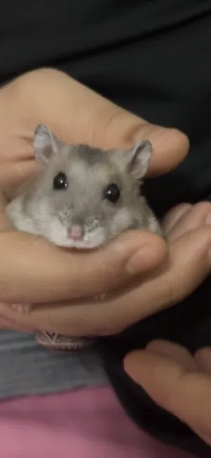 هامستر للبيع ذكر وانثي اليف يتم حملهم باليد وربما الانثي حامل 2 hamsters for sall and maybe is bri ا
