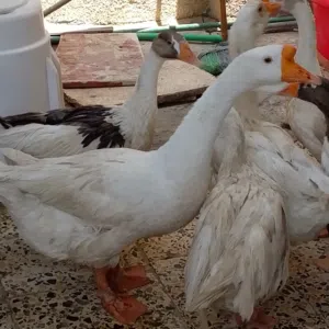 متاح بط العدد6 فحل كوبره ونثيه مضربه بكوبره والبقيه عرب بط ناصح يرهم جني ويرهم ذبح
