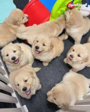 Golden Retriever puppies