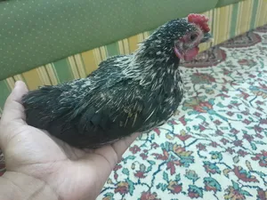 Chickens0