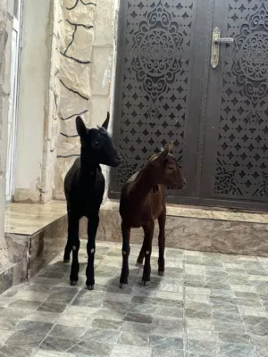 جدي وسخله مورسيانو عمر 5شهور