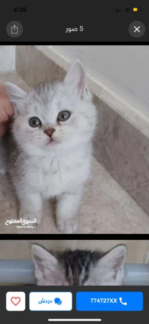قطط شهرين للبيع kittens 2 months for sale
