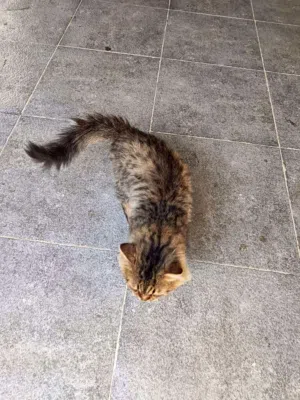 السلام عليك للبيع قط ذكر مخصاي