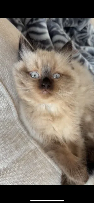 RAGDOLL KITTENS