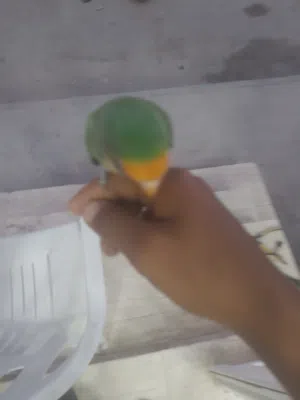 سلام عليكم متاح دكر باركديلو مروض ترويض تام يلعب جوه مليج