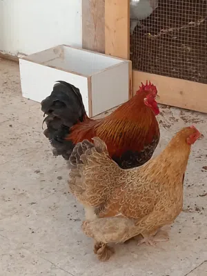 ديك وأ جاجه جوز نخب النخب الجاجه بياضه صحه وانضافه للبيع