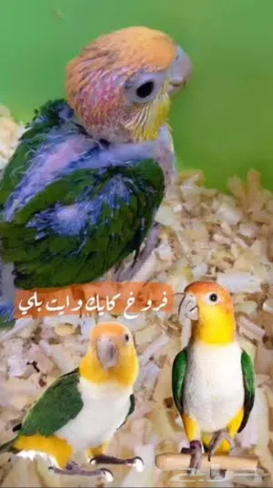 فروخ كايك وايت بيلي