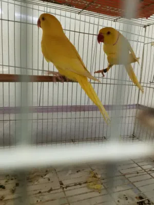 للبيع زوج دره لاتينو جاهزين للإنتاج ملاحضه الذكر صبعته مقصوصه شوي بس حركته طبيعيه