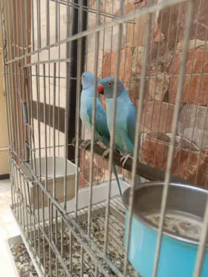 كوبيا الذره اوبلاين معهم انتايه فارديه الله يبارك