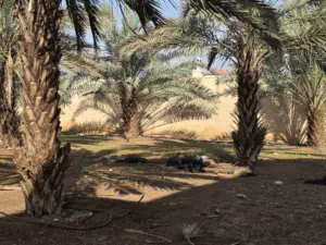 ارض للبيع شارع محمد الدرة