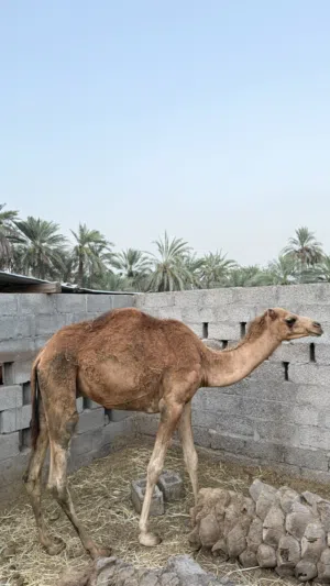 للبيع قعود